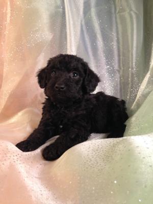 Male Schnoodle Puppy for Sale #5 DOB 10-19-14  Call Iowa's best miniature schnoodle breeder for an appointment today!